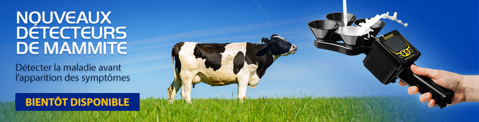 Inflammation du pis chez une vache, une chèvre, un mouton. Mammite subclinique. Mastite - comment diagnostiquer.